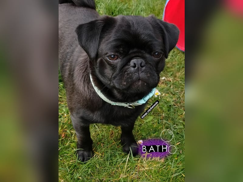 ~* Mops schwarzer Ruhrpott Diamant *~