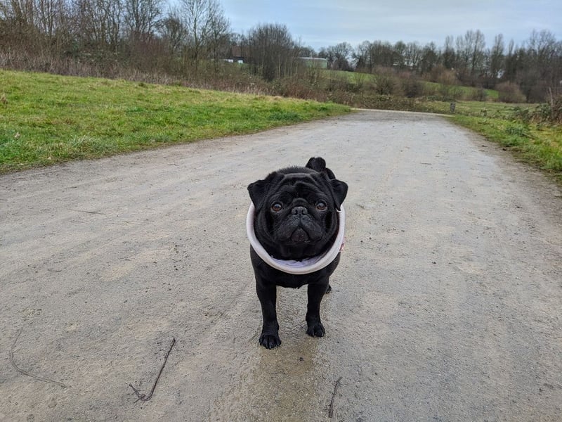 Mops schwarzer Diamant sucht Herzensfamilie