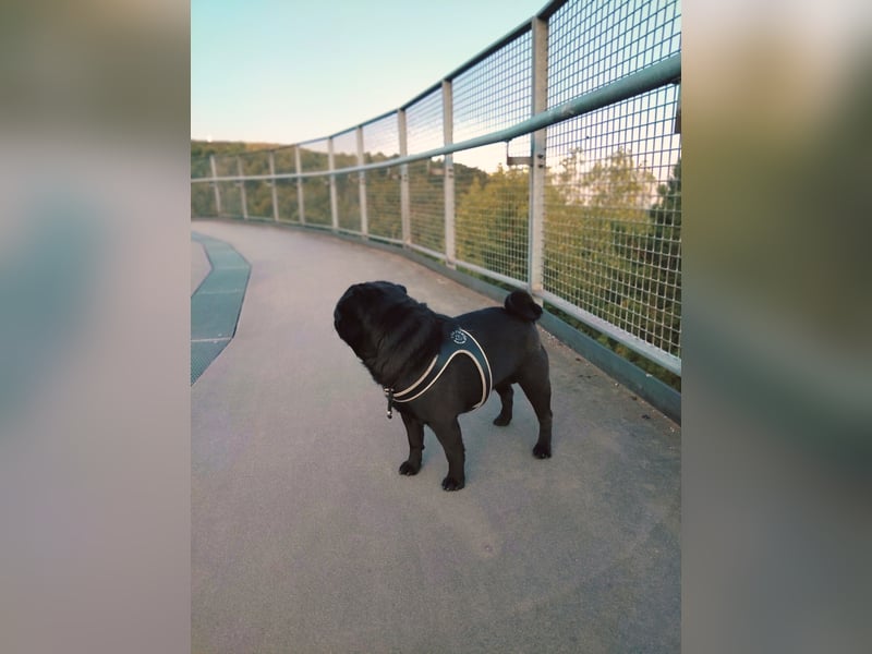 ~* Mops schwarzer Ruhrpott Diamant *~