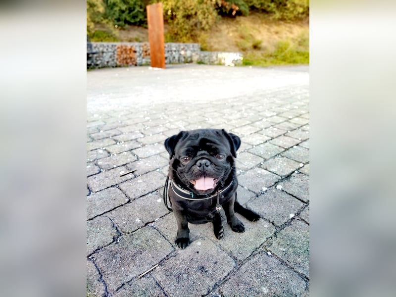 ~* Mops schwarzer Ruhrpott Diamant *~