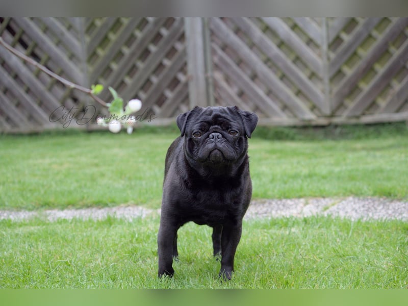 ~* Mops schwarzer Ruhrpott Diamant *~