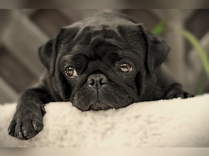 ~* Mops schwarzer Ruhrpott Diamant *~