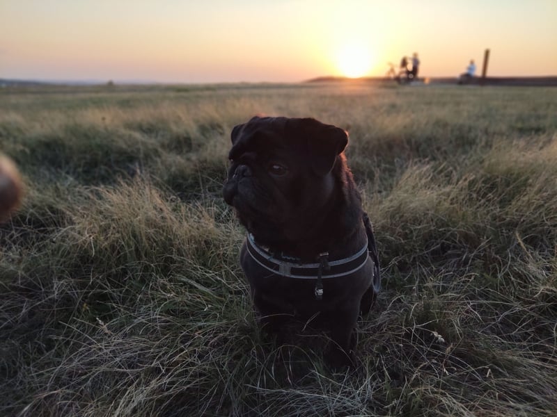 ~* Mops schwarzer Ruhrpott Diamant *~