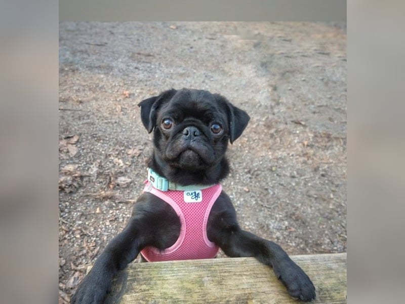 ~* Mops schwarzer Ruhrpott Diamant *~