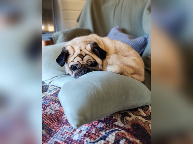 Mops-Hündin sucht ihr Für-immer-Zuhause als Einzelprinzessin