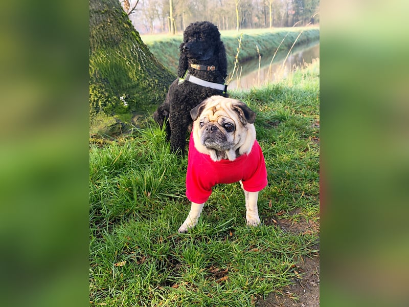 Mops-Hündin sucht ihr Für-immer-Zuhause als Einzelprinzessin