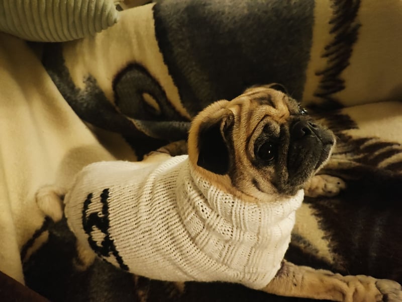 Mops-Hündin sucht ihr Für-immer-Zuhause als Einzelprinzessin