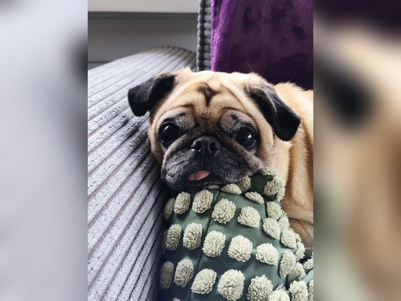Mops-Hündin sucht ihr Für-immer-Zuhause als Einzelprinzessin