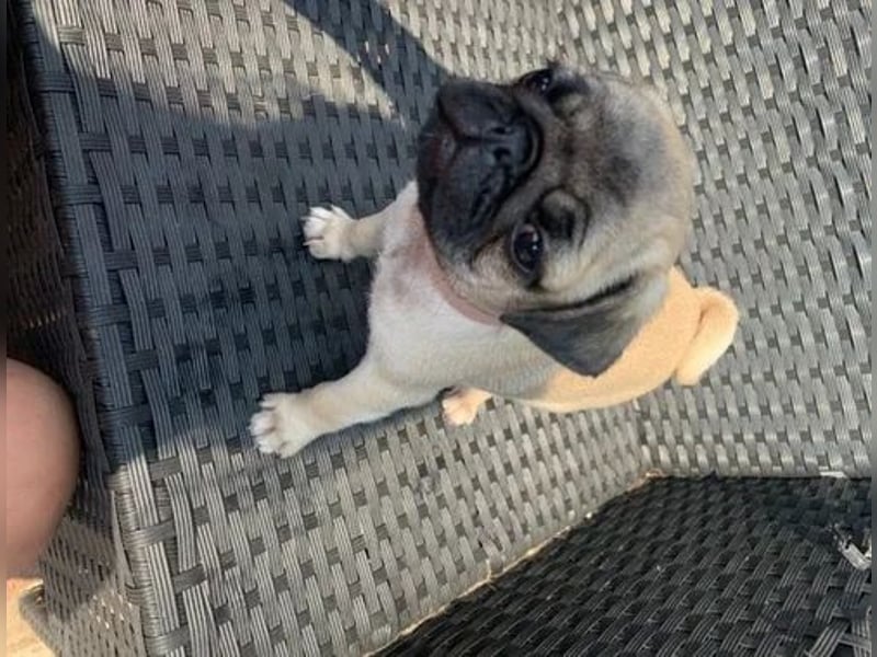 Mops   Hündin – geimpft, entwurmt, gechipt, mit EU-Heimtierausweis