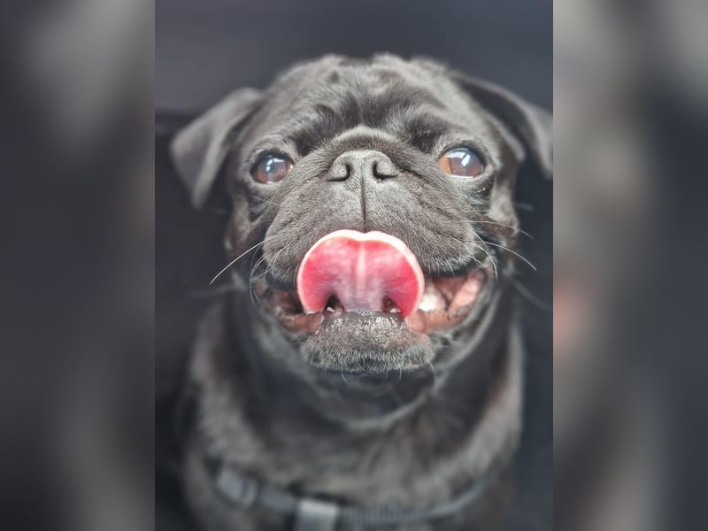  Liebevolles Zuhause für Mops Oskar gesucht 
