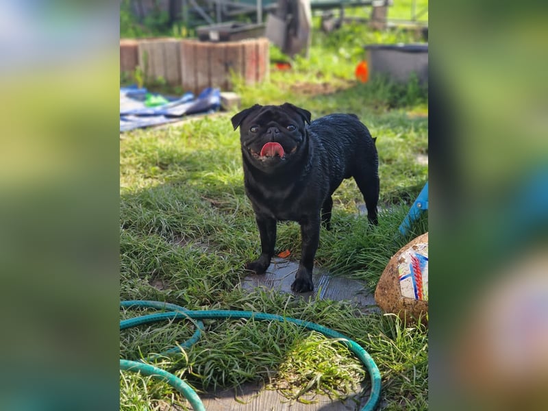  Liebevolles Zuhause für Mops Oskar gesucht 