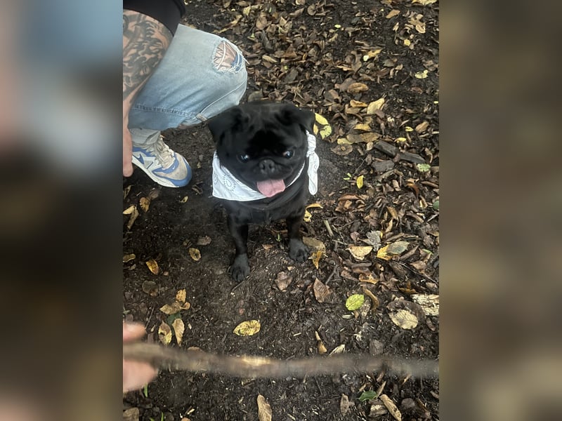  Liebevolles Zuhause für Mops Oskar gesucht 