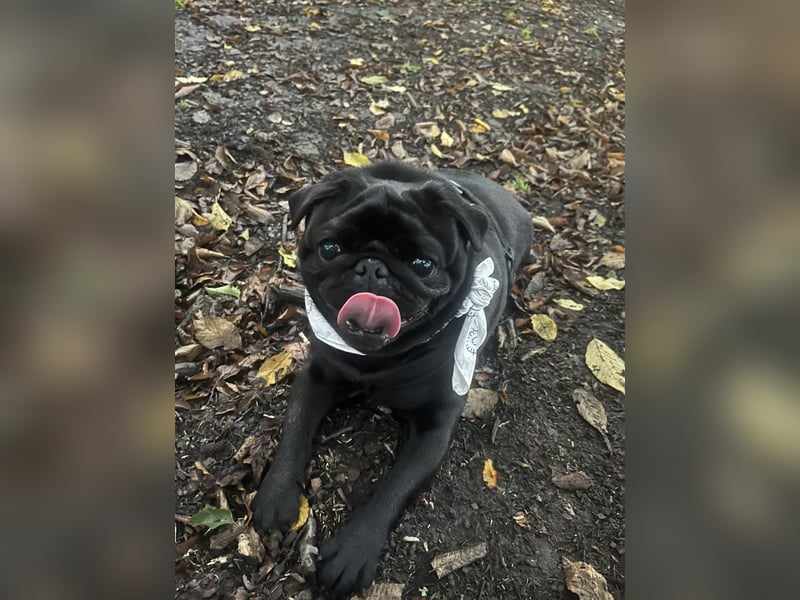  Liebevolles Zuhause für Mops Oskar gesucht 