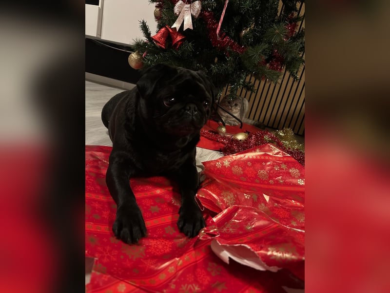  Liebevolles Zuhause für Mops Oskar gesucht 