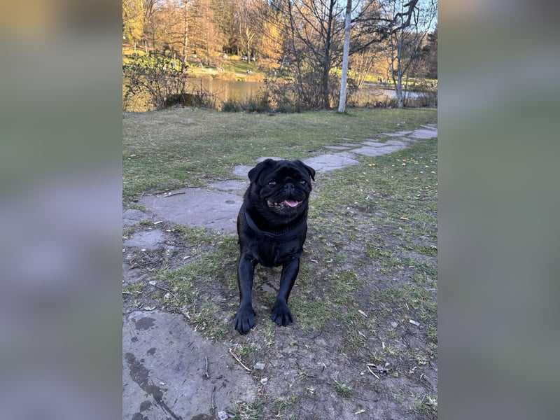  Liebevolles Zuhause für Mops Oskar gesucht 