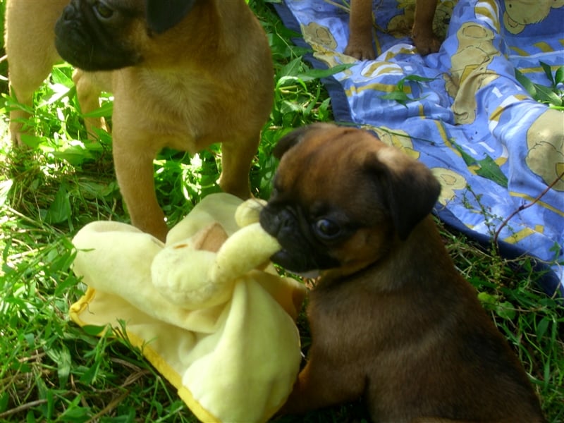 apricot Retro Mopsjunge freiatmend