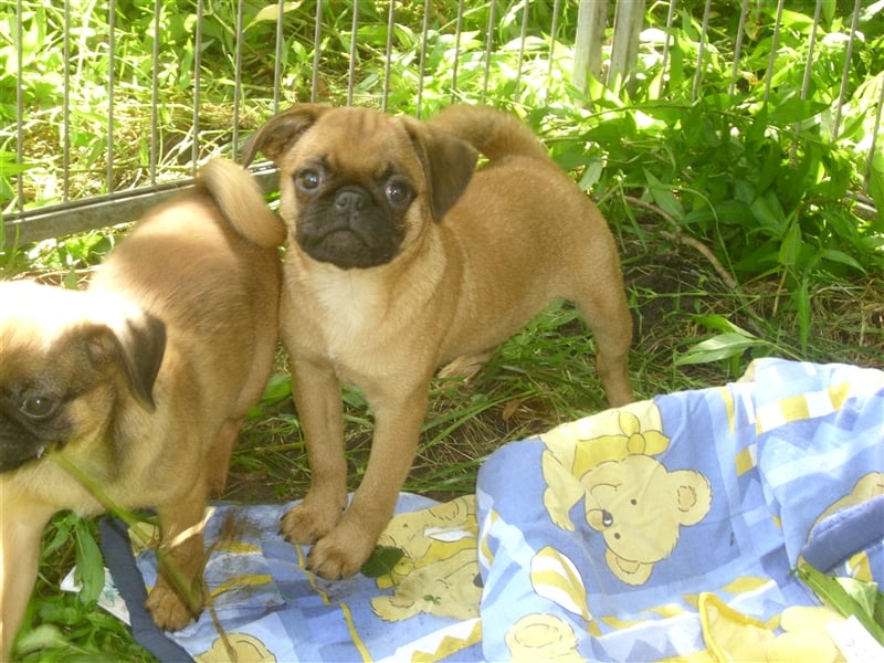 apricot Retro Mopsjunge freiatmend