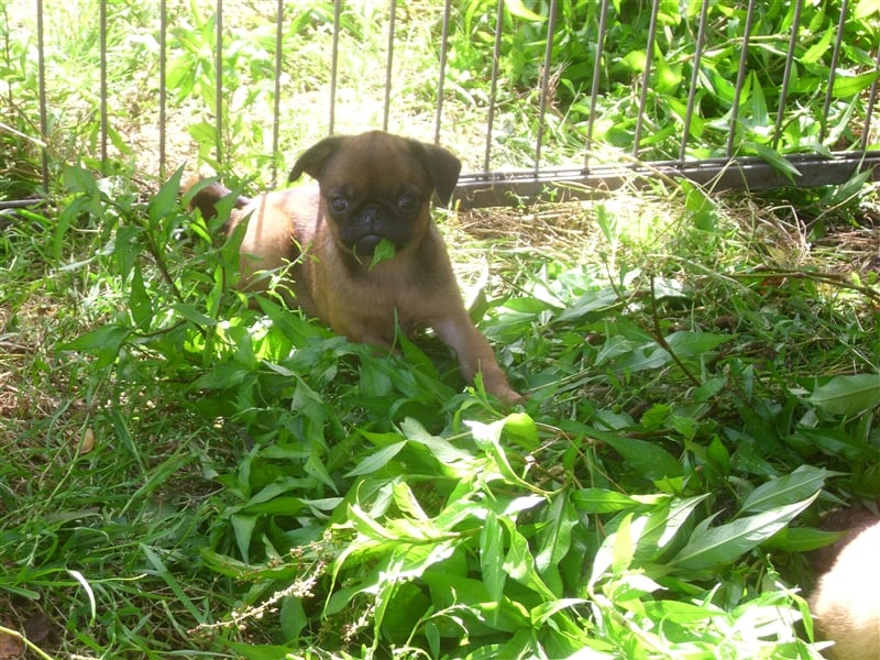 apricot Retro Mopsjunge freiatmend