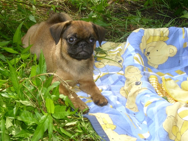 apricot Retro Mopsjunge freiatmend