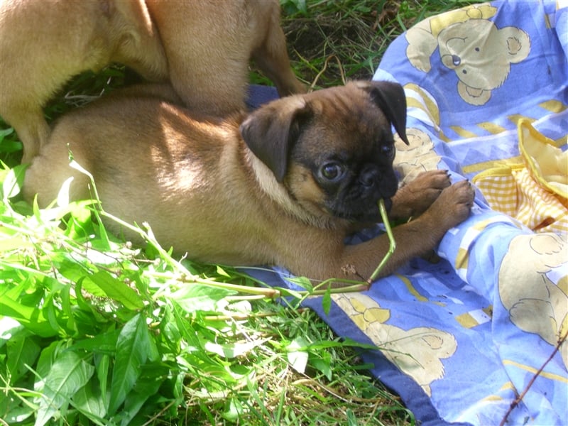 apricot Retro Mopsjunge freiatmend