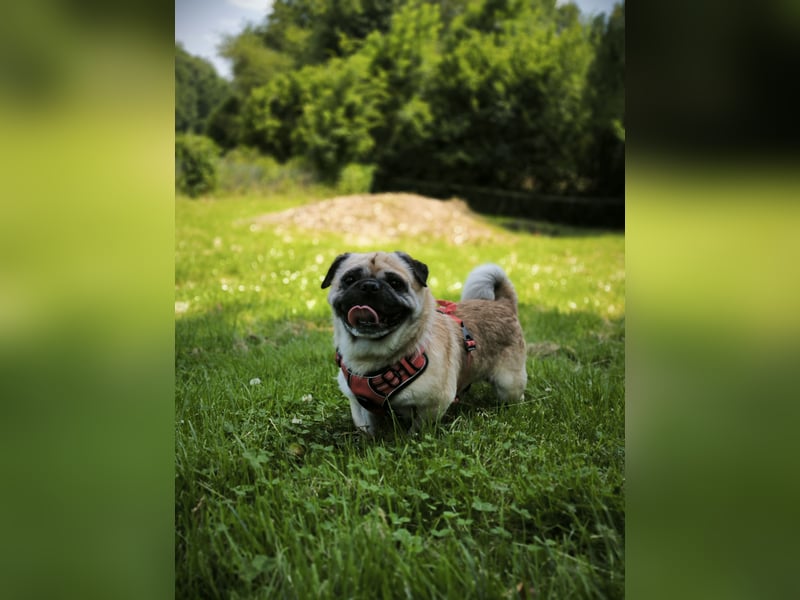 Teddy sucht ein neues Zuhause