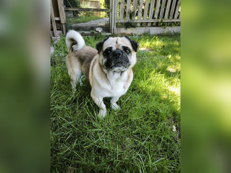 Teddy sucht ein neues Zuhause