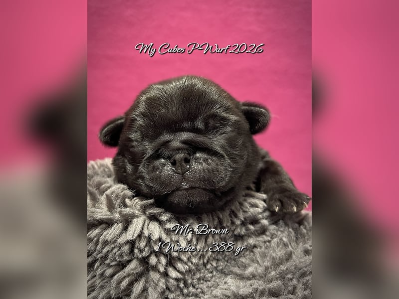Schwarze Mopswelpen „Mops 2.0“