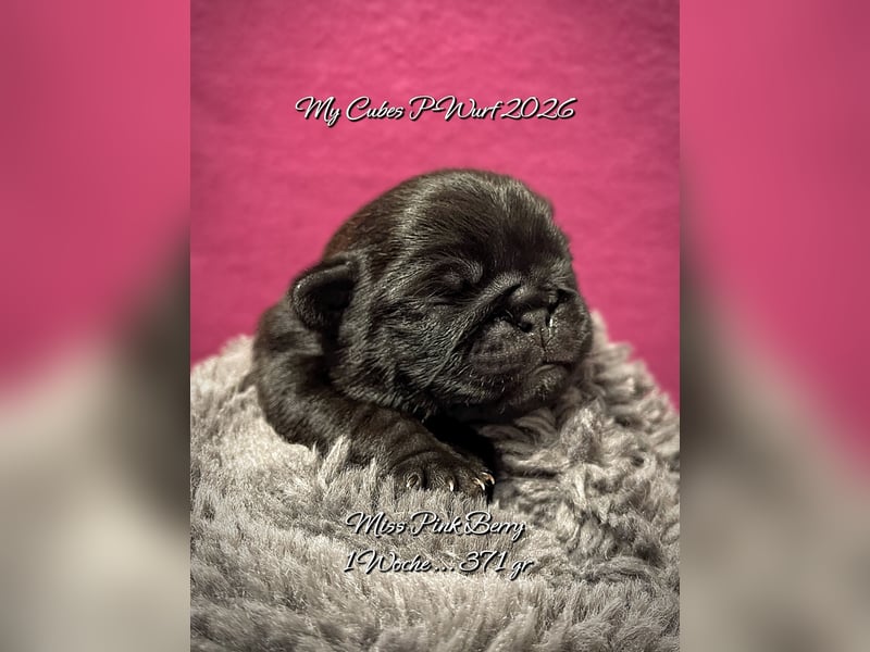 Schwarze Mopswelpen „Mops 2.0“