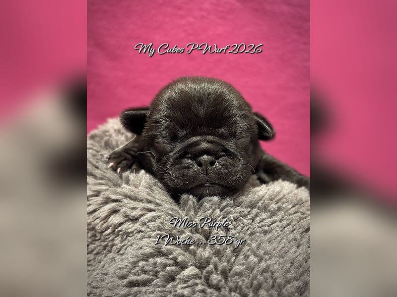 Schwarze Mopswelpen „Mops 2.0“
