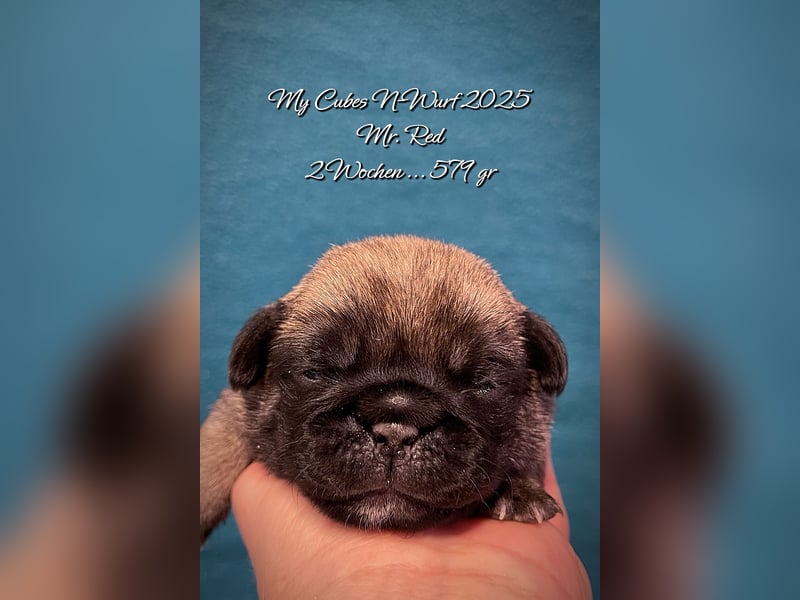 Mops 2.0 Welpen