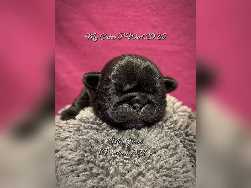 Schwarze Mopswelpen „Mops 2.0“