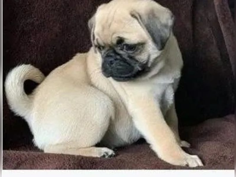 Mops    Hündin – geimpft, entwurmt, gechipt, mit EU-Heimtierausweis   Liebenswerte kinde