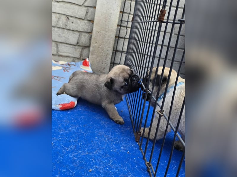 Mops    Hündin – geimpft, entwurmt, gechipt, mit EU-Heimtierausweis