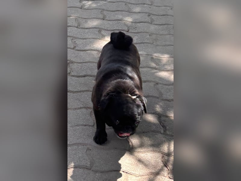 Tiana, fröhliche Mops Hündin geb. 02/2021
