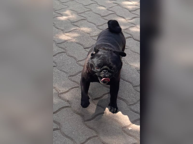 Tiana, fröhliche Mops Hündin geb. 02/2021