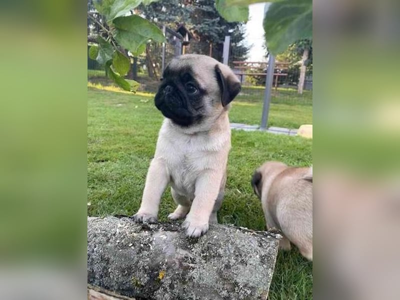 Mops   Hündin – geimpft, entwurmt, gechipt, mit EU-Heimtierausweis