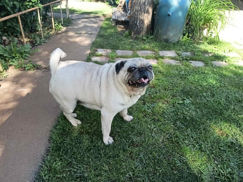 Margo tapferer Mops mit großem ❤️