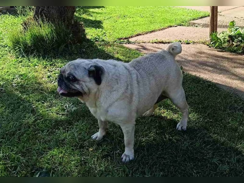 Margo tapferer Mops mit großem ❤️