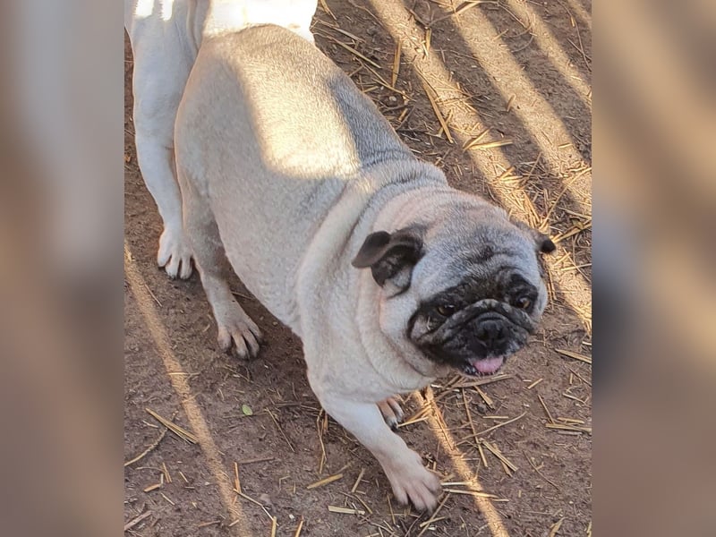 Margo tapferer Mops mit großem ❤️