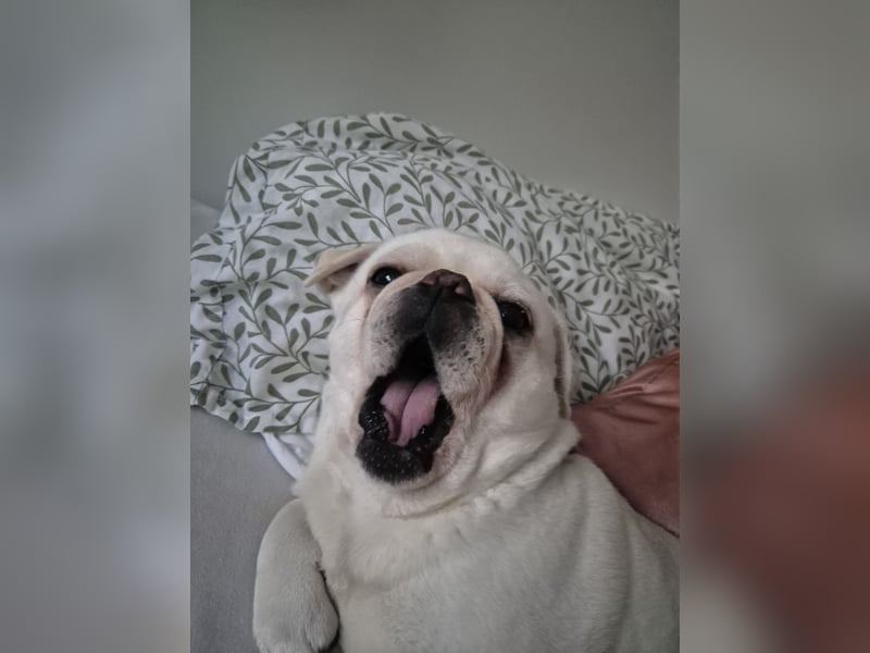 Cremefarbener Mopsjunge freiatmend