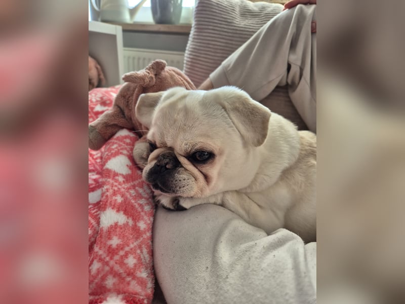 Cremefarbener Mopsjunge freiatmend