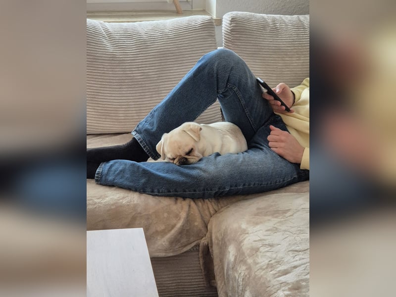 Cremefarbener Mopsjunge freiatmend