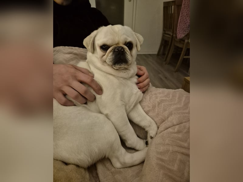 Cremefarbener Mopsjunge freiatmend