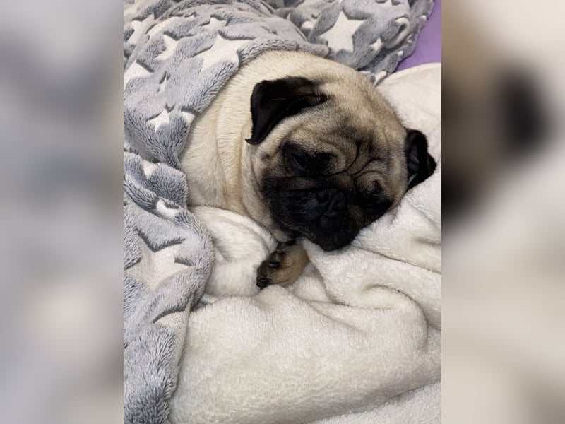 Meine Hündin Boncuk in gute Hände abzugeben 6 Jahre