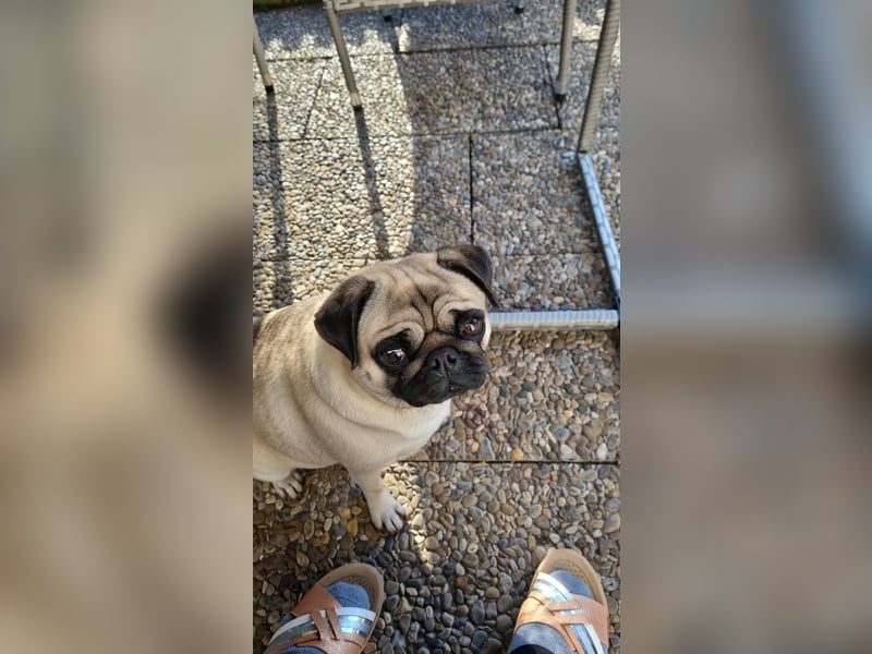 Meine Hündin Boncuk in gute Hände abzugeben 6 Jahre