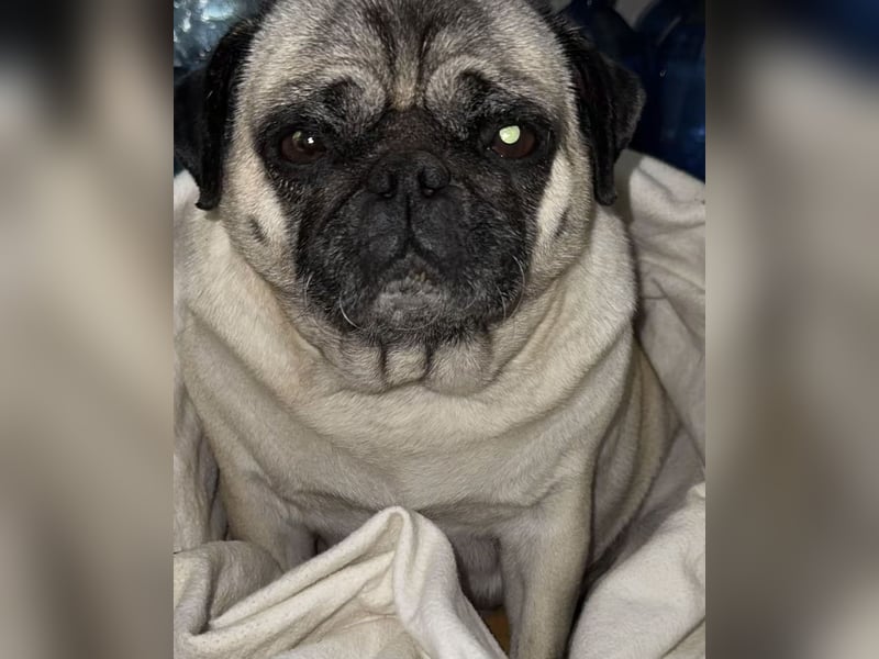 Meine Hündin Boncuk in gute Hände abzugeben 6 Jahre