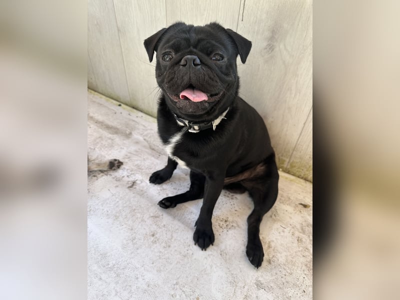 Mops Reinrassig zu Verkaufen