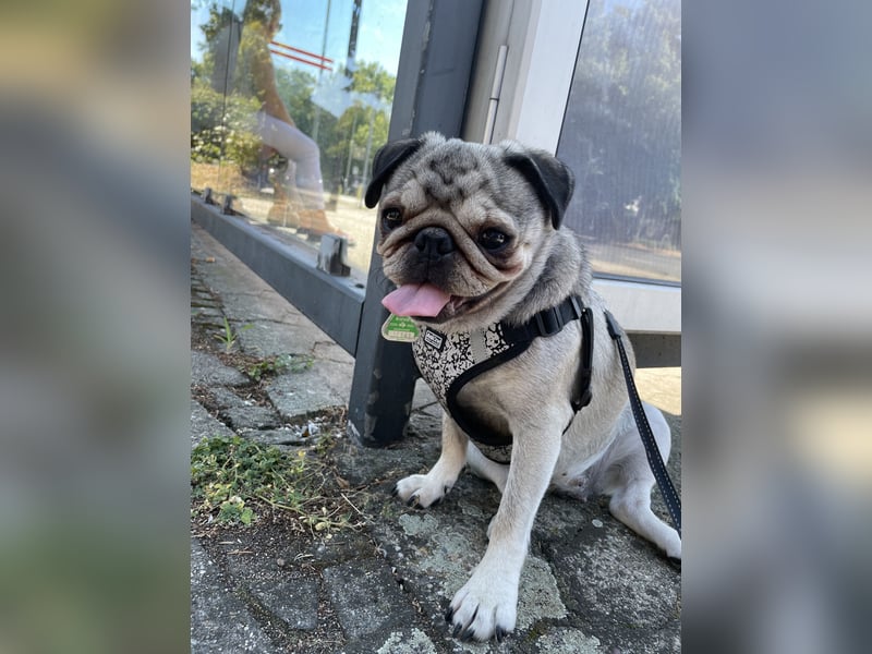 Mops Reinrassig zu Verkaufen