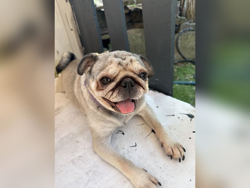 Mops Reinrassig zu Verkaufen