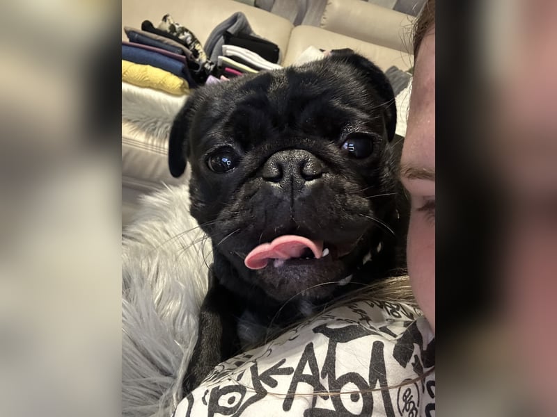 Mops Reinrassig zu Verkaufen